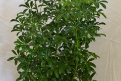 Foliage Arboricola Green