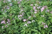 Late Spring Cleome