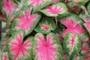 Mother's Day Caladiums