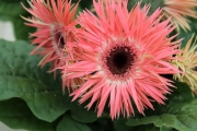 Mother's Day Gerbera Daisy