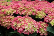 Mother's Day Pink Hydrangea