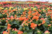 Mother's Day Rieger Begonia