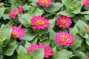 Mother's Day Zinnia