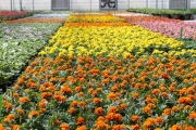 Late Spring Annuals