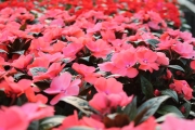 Late Spring New Guinea Impatiens