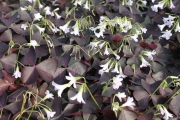 Spring Oxalis Red