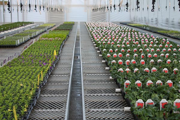 Cutting Bench Growing Spring at Musselman Greenhouses