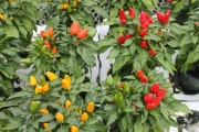 Fall Ornamental Peppers
