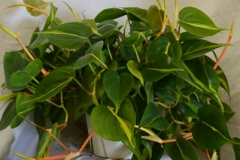 Foliage Philodendron Brasil