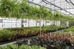 Foliage Plants Greenhouse