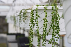 Foliage String Of Pearls