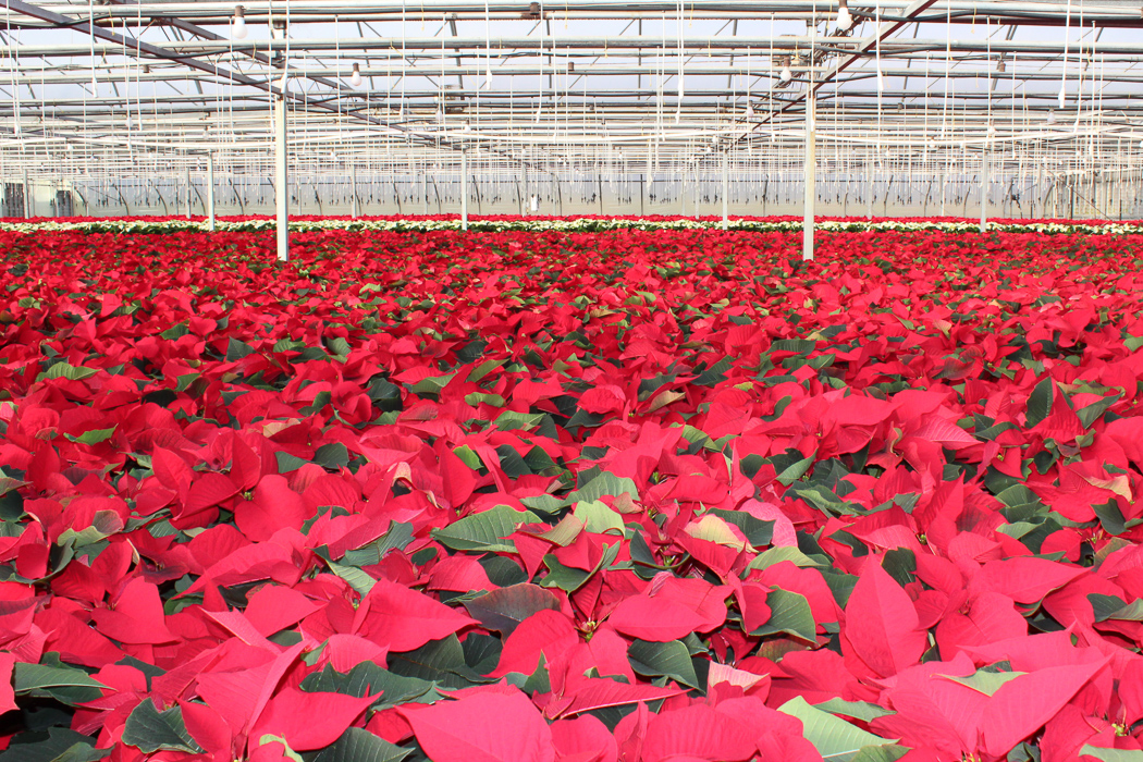 https://musselmangreenhouses.com/wp-content/uploads/2022/12/Christmas-Poinsettia-locally-grown-Musselman-Greenhouses-4562.jpg
